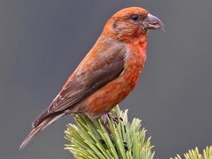 Солбинхушуут (Гацуурын солбинхушуут)